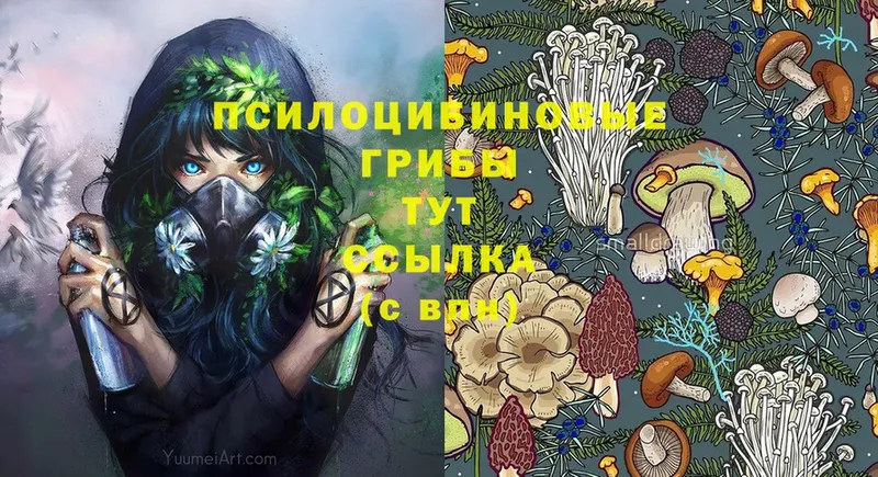 закладки  Кулебаки  Псилоцибиновые грибы Psilocybe 